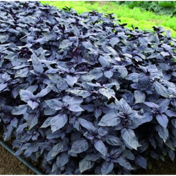 Базилик Рози, 250 000 шт, EZ