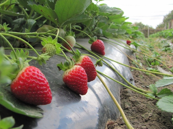 Пленка Светлица мульчирующая Грунт 60 мкм полотно 1,2х10 Черная