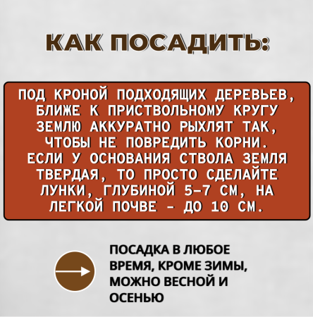 Мицелий грибов Белый гриб на компосте 60 мл, 3 шт Мицелий грибов Белый гриб на компосте 60 мл, 3 шт