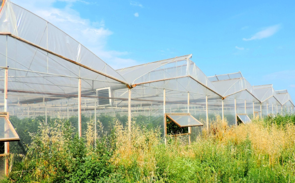 Пленка Светлица 200 мкм, ширина 6 м, 6 п. м.