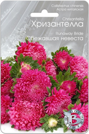 Семена Хризантелла Сбежавшая невеста АГ Биотехника