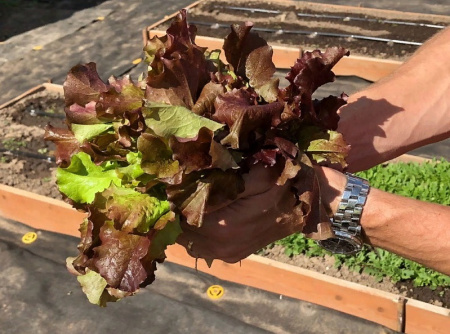 Семена Салат листовой Роселла 1 гр Партнер