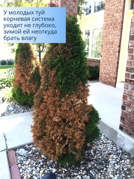 Зимнее укрытие с УФ с завязками и колышками для туй 42 г/м2, 155х 350 см, 3 шт Зимнее укрытие с УФ с завязками и колышками для туй 42 г/м2, 155х 350 см, 3 шт