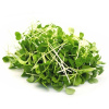 Микрозелень Руккола 75 г