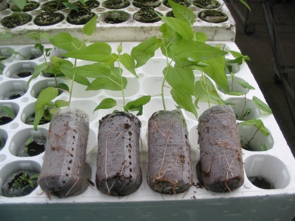 Торфяная таблетка Jiffy-7 Forestry d-50 мм h-95 мм 5 шт Благодатное земледелие Торфяная таблетка Jiffy-7 Forestry d-50 мм h-95 мм 5 шт Благодатное земледелие