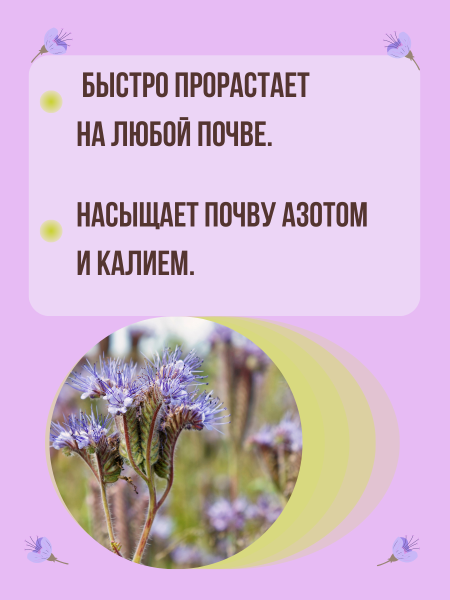 Сидерат Фацелия 500 г